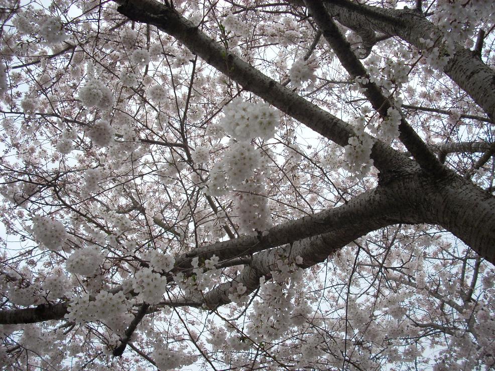 cherry_blossom.jpg
