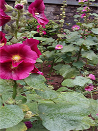 alcea rosea hollyhocks.jpg