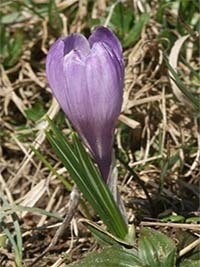 crocus.jpg