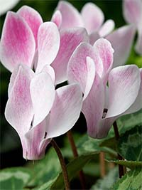 cyclamen.jpg