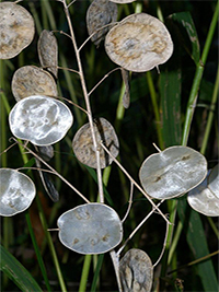 honest money plant lunaria.jpg