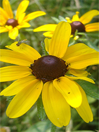 rudbeckia.jpg